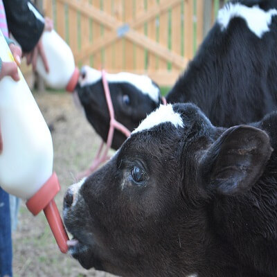 https://batsindo.com/products/milk-replacer/