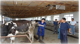Insemination Gloves/ Sarung tangan Inseminasi 5 jari 90 Cm