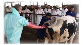 Insemination Gloves/ Sarung tangan Inseminasi 5 jari 90 Cm